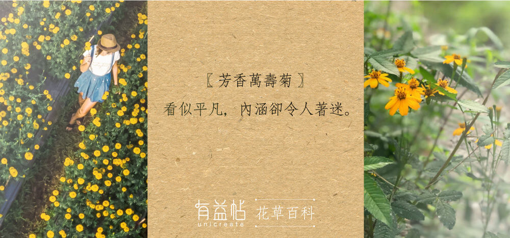 20190701_blog-芳香萬壽菊a