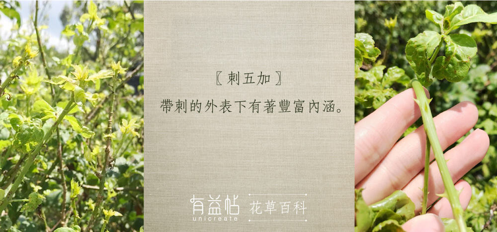 20190714_blog_刺五加a